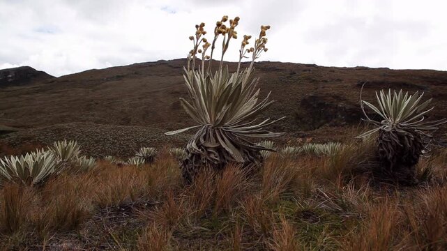 Frailej&oacute;n, an iconic native plant of the Andes p&aacute;ramo, with its woolly leaves that capture mist and release water slowly, acting as a true &ldquo;guardian of water.&rdquo; Essential for ecosystems