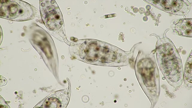 Microscopic View of Paramecia with Clear Details and Visible Organelles against Light Background Biology Education Animated Footage for Science Classrooms and Research Displays Video