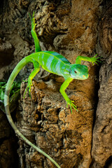 Portrait of a green lizard on a stone. Close up of a young iguana. 