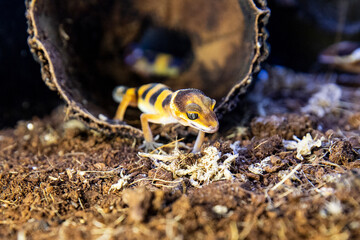 Young eublefar gecko close up. Beautiful lizard
