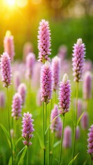 Fototapeta premium Bistort flowers in a lush meadow