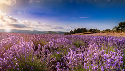 Fototapeta premium Vibrant Purple Lavender Flowers In A Vast Field Under A Bright Sunny Sky Perfect For Relaxation Nature And Aromatherapy Themes