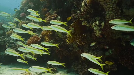 A mesmerizing underwater scene featuring a large school of yellowstripe goatfish Mulloidichthys flavolineatus gracefully swimming along a colorful and healthy coral reef.