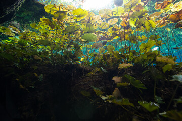 Underwater view of a water lily and water flowers in Nicte Ha Cenote in the Yucatan Peninsula, Mexico