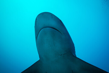Fototapeta premium Bull shark in the Caribbean Sea near the coast of Playa del Carmen on the Yucatan Peninsula in Mexico