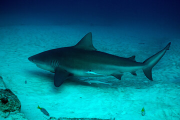 Obraz premium A bull shark with pilot fish in the Caribbean Sea near the coast of Playa del Carmen on the Yucatan Peninsula in Mexico
