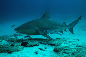 Fototapeta premium A bull shark with pilot fish in the Caribbean Sea near the coast of Playa del Carmen on the Yucatan Peninsula in Mexico