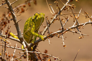 Camaleon 