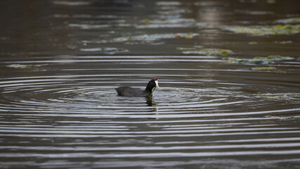 A red-knobbed coot (Fulica cristata) in a pond