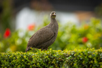 A Cape Spurfowl sitting on a hedge in a garden
