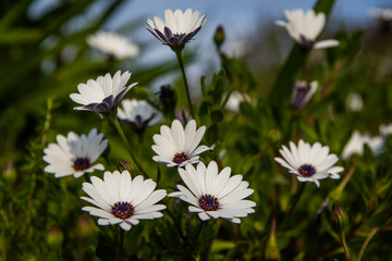 Osteospermum, also known as Cape Daisy, a white flower with a purple center
