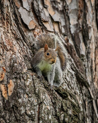 Tree Squirrel or Smith's Bush Squirrel [Paraxerus cepapi] in a tree