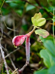 Exobasidium vaccinii, commonly known as “red leaf disease,” or “Azalea Gall,” is a biotrophic species of fungus that causes galls on ericaceous plant species  (Vaccinium and Rhododendron spp.). Sweden