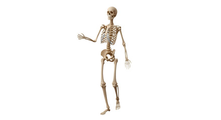 Anatomical representation of a complete human skeleton standing upright.