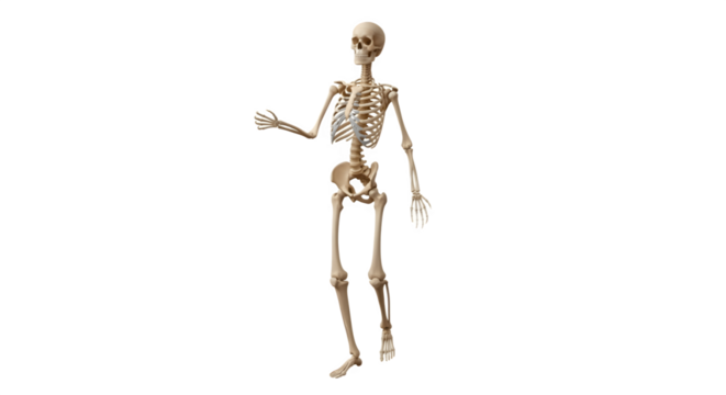 Anatomical representation of a complete human skeleton standing upright.