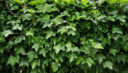 Climbing Ivy Vine Lush Green Foliage