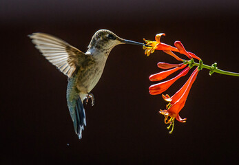 Honeysuckle Hummingbird