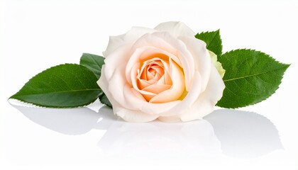 Delicate Peach Rose Bloom with Green Leaves on Reflective White Background