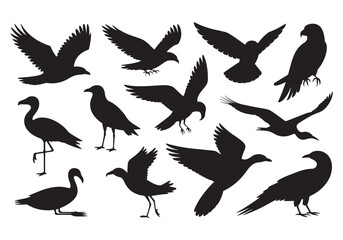 Collection of diverse bird silhouettes in various poses and flight demonstrating wildlife and nature imagery white background