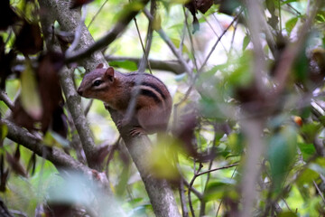 Chipmunk on branch