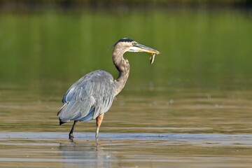  Heron with a small fish in its beak.