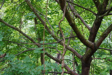 Fototapeta premium Forest Vines