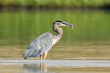  Great blue heron standing with fish.