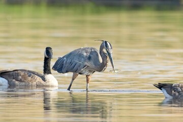  Great blue heron pulls fish from the water.