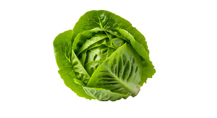 Obraz premium Fresh Green Lettuce Head with Vibrant Leaves on Black Background