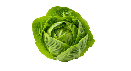 Vibrant Green Head of Fresh Lettuce on a Dark Background