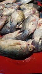 Close up of silver fish tightly packed on red surface