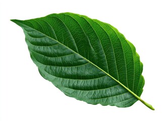 Obraz premium Close-up of a vibrant green leaf