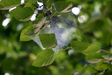  Spider web cluster