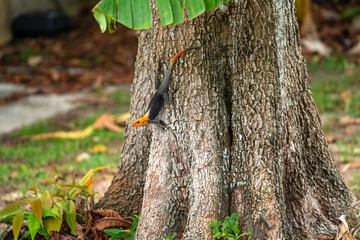 Rainbow Agama Lizard Clinging to Tree Trunk in Natural Habitat, Florida