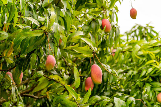 Ripe Mango Fruits Growing on Tree in Tropical Orchard, Florida