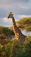 Obraz premium A giraffe stands tall amongst acacia trees, bathed in the soft light of dawn or dusk.