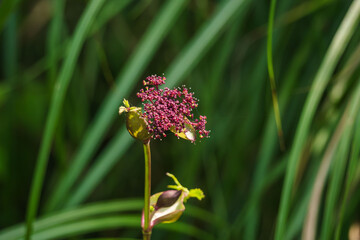 秋の森　日差しをあびるノダケの紫の花01