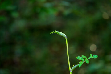 秋の森　木陰のノダケの蕾05