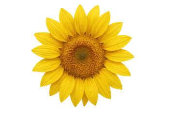 Fototapeta premium Bright yellow sunflower blossoming, transparent backdrop highlighting delicate petals and golden center, ideal for graphic design