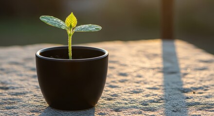 Young Plant Growing in a Pot, New Life and Growth Concept