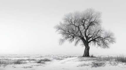 Fototapeta premium Winter tree landscape monochrome