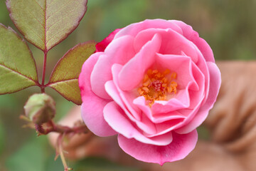 Delicate Pink Rose in Full Bloom with Soft Velvet Petals