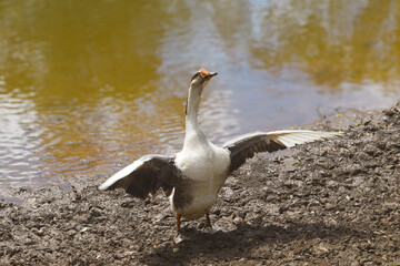 Female Goose Spreading Wide Open Wings in a Natural Setting