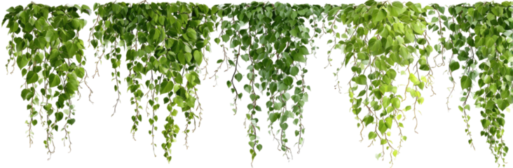 Cascading green foliage