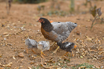 Mother Hen with Baby Chicks in a Farmyard Setting
