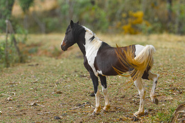 Obraz premium White and Brown Horse Standing in a Natural Outdoor Setting