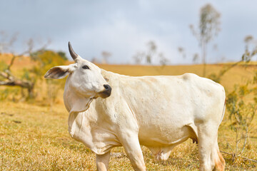Cow on a Pasture in Minas Gerais, Brazil – Rural Livestock and Dairy Farming Scene