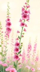 Fototapeta premium Close up of tall pink foxglove flowers in soft light