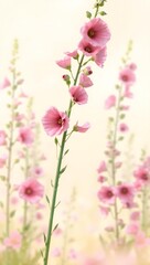 Fototapeta premium Soft focus pink foxglove flowers in a garden on a sunny day