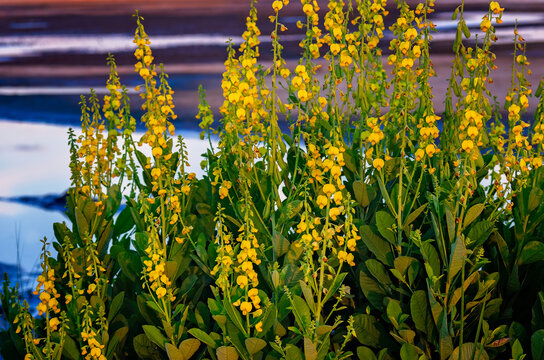 Showy rattlebox (Crotalaria spectabilis) or rattleweed in Coden Alabama